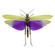TITANACRIS ALBIPES